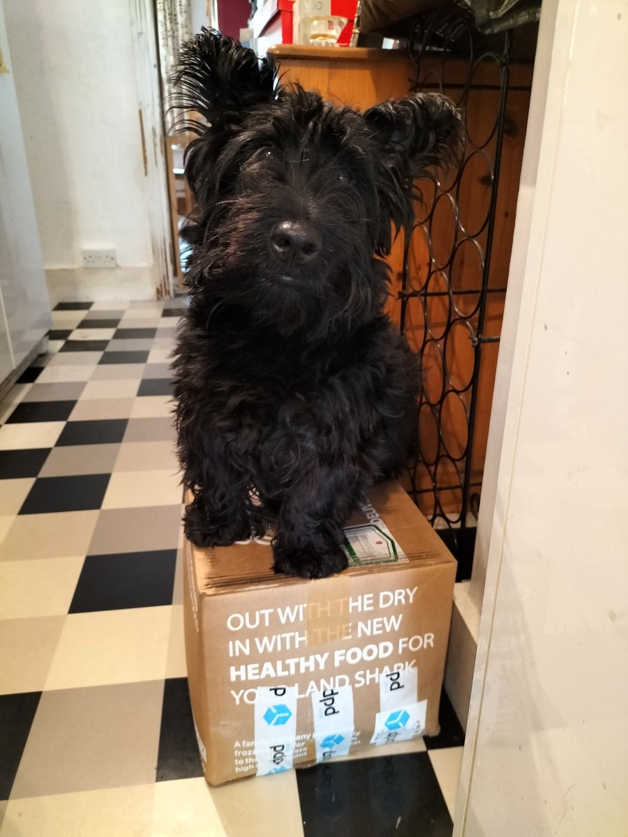 Sweetcorn2's tweet image. Sometimes on Facebook I have to check where a post is from. "Where can I get a harness for my 12 year old?"
Thankfully not a parent page but one for Scotties.