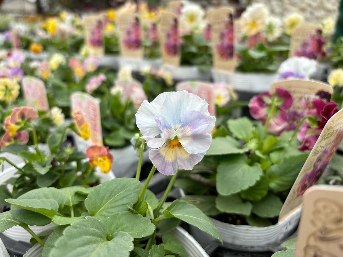 gfkanazawa's tweet photo. おはようございます！
今年も花日和さんのシエルブリエ、華あられ販売開始しました！ https://t.co/TlewxXwRaP