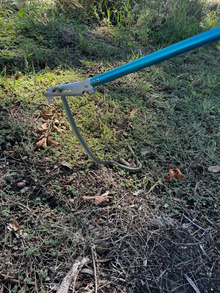 Officer K. Singleton tweet media