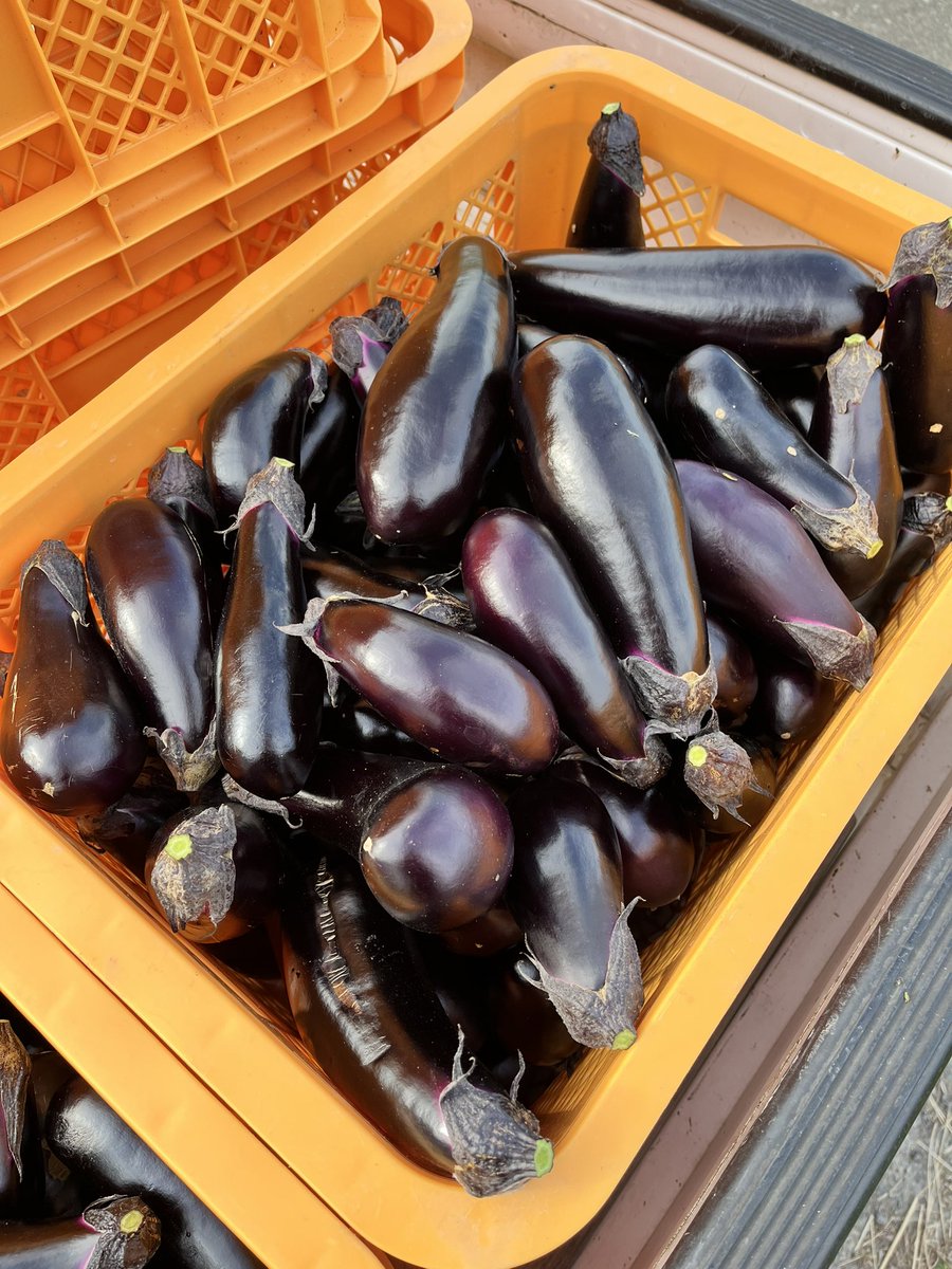 おはようございナス🍆
朝晩涼しくなっておナス🍆様、少し元気がない模様😅