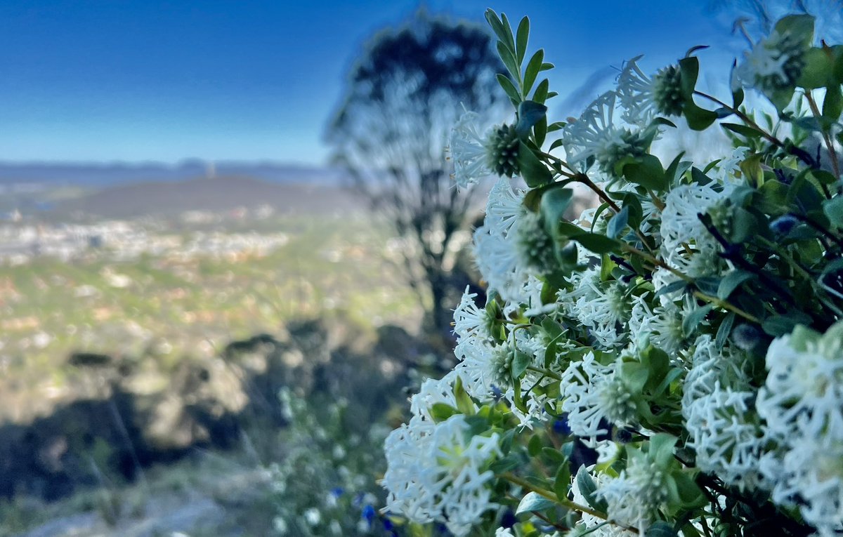The grass pollen forecast is LOW and it’s a beautiful day in the ACT. Spring wildflowers are blooming in Canberra. Take the time to enjoy - Mt Ainslie.