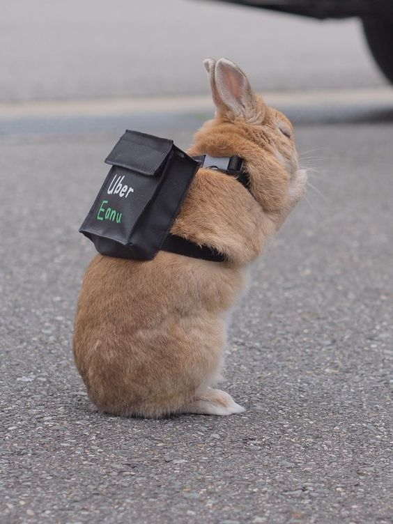 Bunnies (@rabbiteveryhour) on Twitter photo 