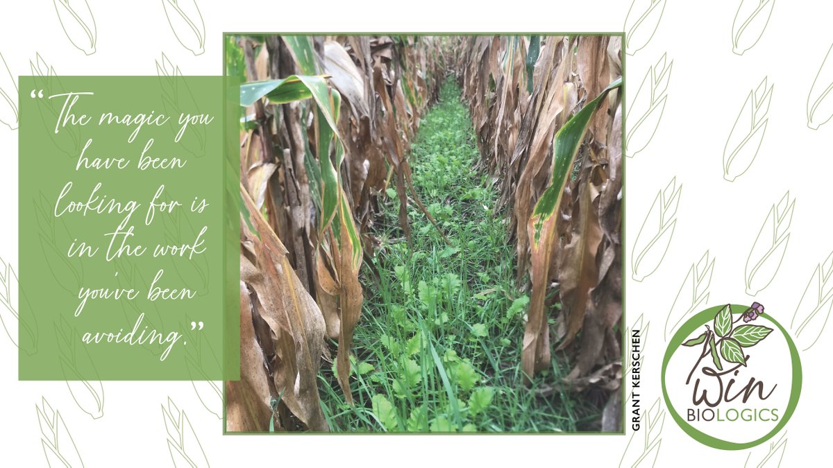 Change isn't easy. It’s hard to put faith in a cover crop you can't see the immediate return from. Sunshine pumping sugar into your soil; feeding microorganisms all winter will ensure you're improving your soil structure for higher water &amp; nutrient-holding capacity for years.