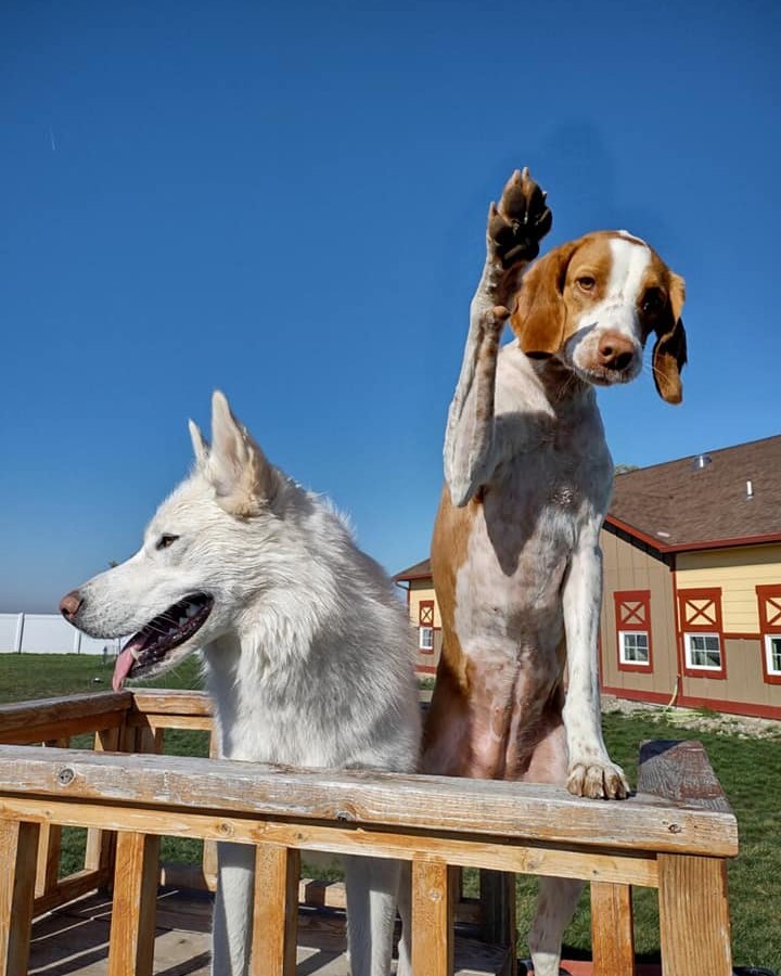 ABR - American Brittany Rescue tweet media