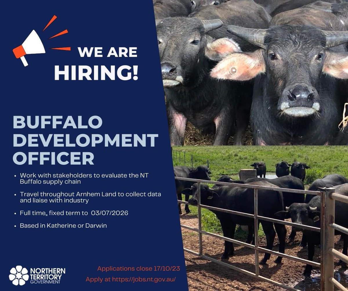 NT DITT is recruiting a Buffalo Industry Development Officer to contribute to a major new project investigating the health and welfare of free-range buffalo harvest throughout the whole NT supply chain, including live export. Applications close Oct 17. jobs.nt.gov.au/Home/JobDetail…