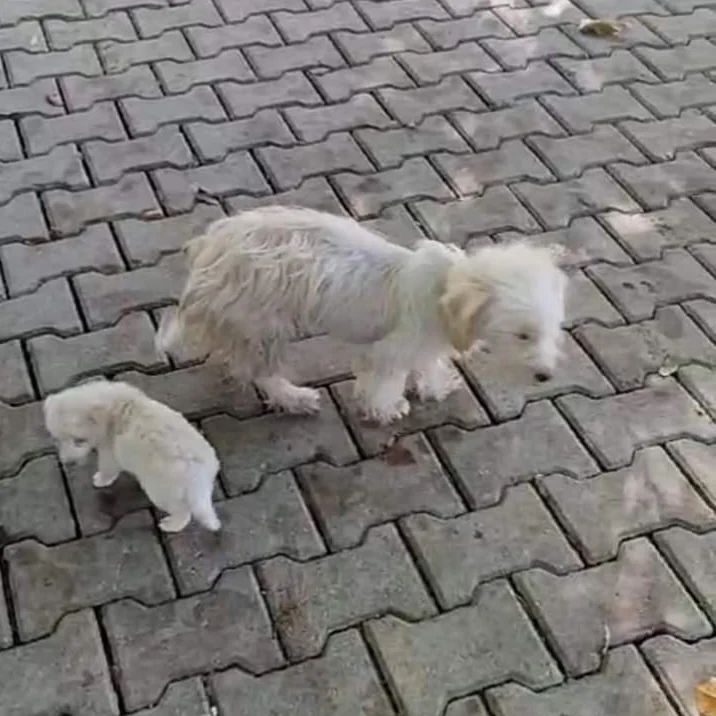 patiarkadas's tweet photo. Anne ve yavrusu barınakta 🥺
Çok acil terier 10 aylık civarı bir yavrusuyla akyazı barınağına bırakılmış hayvana hiç basılmamış şu terierin haline bakın ne olur Allah rızası için bahçesi olan birisi alsın 😭🥺

İnstagram @ halukkunter  

#SokakHayvanlarıSahipsizDeğildir https://t.co/omtuufCnp3