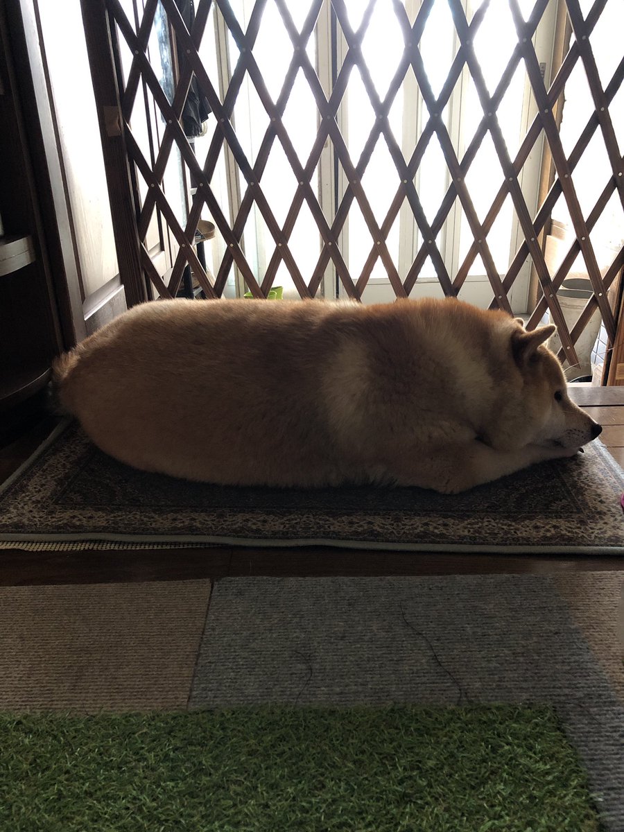 kogudon2990's tweet image. 玄関にお稲荷さん落ちてた😏
#おもちさんの日常