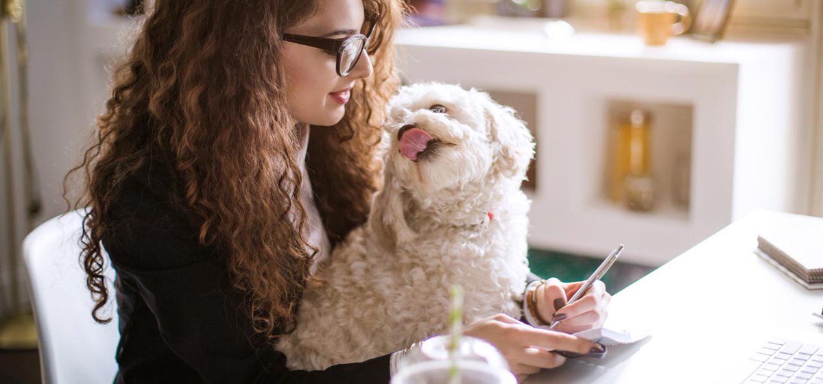 Destress_Tips's tweet photo. Pets in the Workplace 
There are times when bringing your pet to work may increase your health, your pet’s happiness, and your productivity. Learn more about the pros and cons of pet-friendly workplaces.
https://t.co/RMWrpkFgeM 

#destress #pets #workplace #happiness https://t.co/2VocpuaV9v