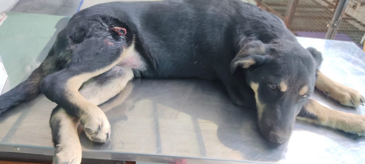 🚨URGENTE🚨

¡Necesitamos ayuda para operarlo!

🟢 Para ayudarnos desde Argentina CVU de MercadoPago 👉 lacasitadelula

🟢 Fuera de Argentina 👉🏻 Link de PayPal en la biografía.

Gracias, Gracias, Gracias 🙏