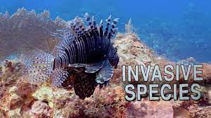 🌱Battling Invasive Species: Protecting Our Ecosystems 🌍 These can disrupt the balance of our ecosystems. Let's work together to identify, manage &amp; prevent the spread of these non-native intruders to preserve the biodiversity.🦠🚫 #InvasiveSpecies #Conservation #EcosystemHealth