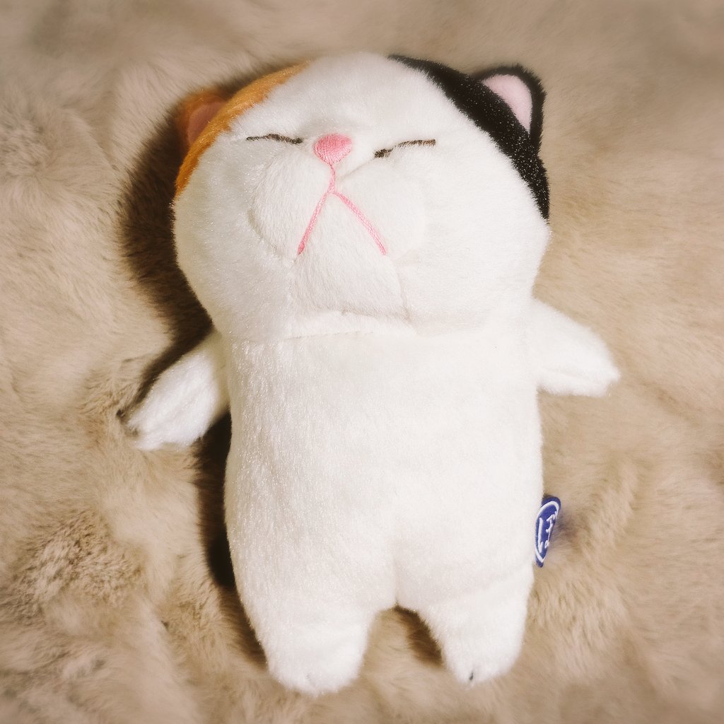 minty_618's tweet image. 주말에 집 청소하고 인형이랑 인형옷 정리하려고 호기롭게 계획했는데...
지금 내모습=널부렁고양이 ㅋㅋㅋ
고양이랑 뭉대 양 옆에끼고 머리랑 배 쓰다듬구 있어요...🫠
쓰담쓰담...복복복🤚
#ぼうねこ