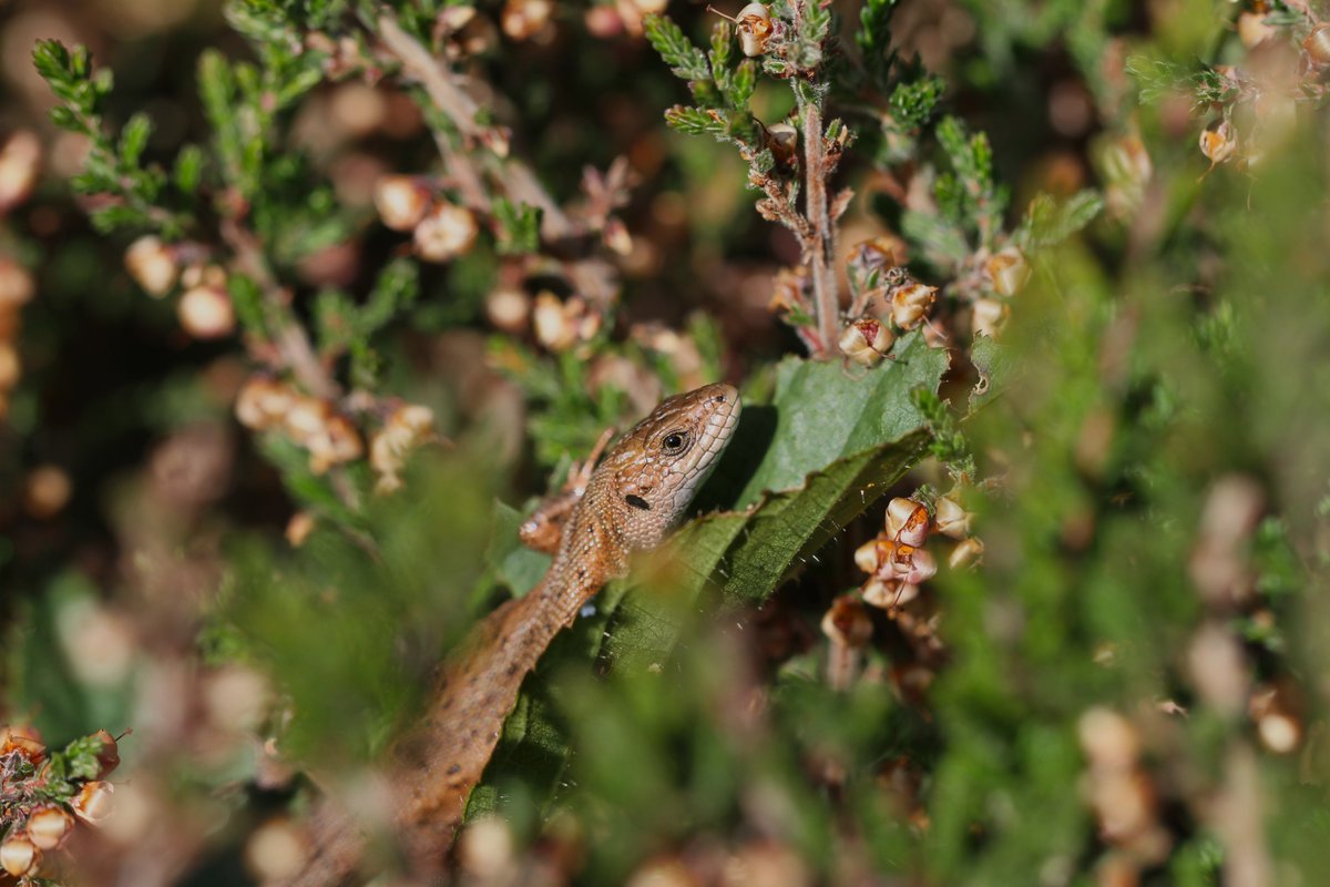 christianmoss1's tweet photo. All four local reptile species have been enjoying this warm weather in sunny #Sussex 
So many young common lizards out basking yesterday.
Good numbers of adders seen by their hibernacula &amp; a couple grass snakes which were too fast for my camera 🐍🦎🌞 https://t.co/ObEUnRWiWE