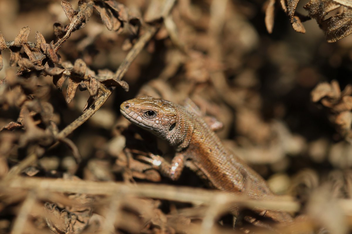 christianmoss1's tweet photo. All four local reptile species have been enjoying this warm weather in sunny #Sussex 
So many young common lizards out basking yesterday.
Good numbers of adders seen by their hibernacula &amp; a couple grass snakes which were too fast for my camera 🐍🦎🌞 https://t.co/ObEUnRWiWE