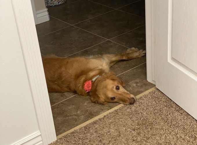 #dailypic #abigail #abbythegolden  I love this girl 🐾❤️🐾 https://t.co/jJqFTqwGuD<a href="/tag/dailypic"class="tags">#dailypic</a><a href="/tag/abigail"class="tags">#abigail</a><a href="/tag/abbythegolden"class="tags">#abbythegolden</a>