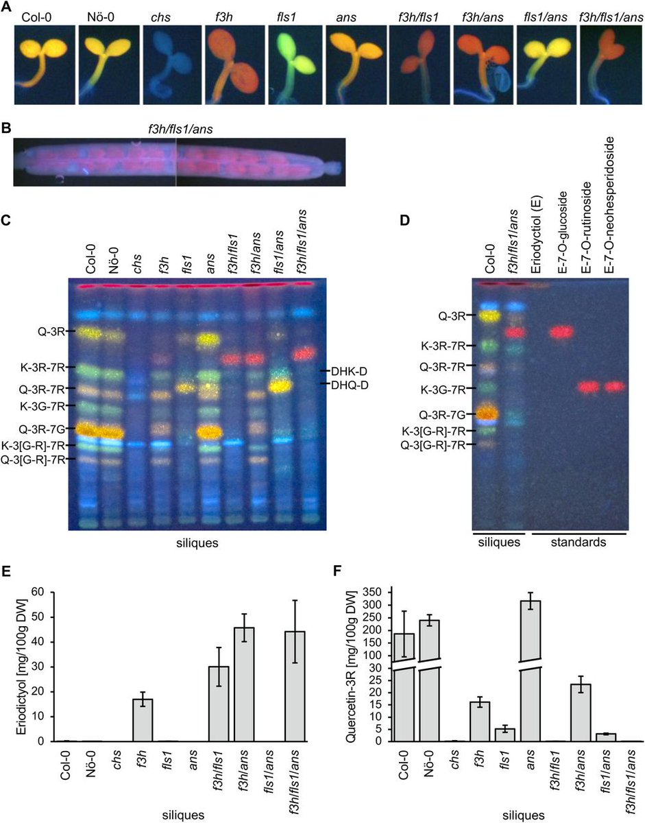 New f3h/fls/ans triple mutant!

Interested in the (multi)functionalities &amp; metabolic fluxes associated with A. thaliana flavonoid 2-ODDs F3H, FLS &amp; ANS? Check out our preprint!

Thanks to all co-authors &amp; fruitful collaboration with the Stefan Martens lab
doi.org/10.1101/2023.0…