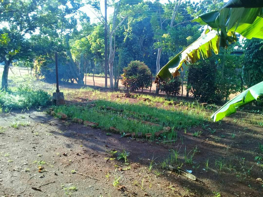 El colectivo de la ESBU Roberto Rodríguez Fernández de #Calimete contribuyendo con la economía del país y su autoabastecimiento en el sembrado de plátano, ajo puerro y yuca.  #SoberaniaAlimentariaYa #PensandoComoPais
#MatancerosEnVictoria