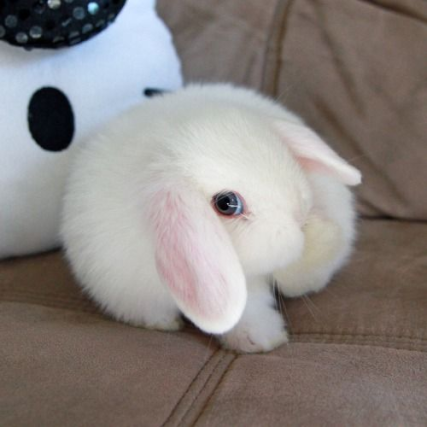 Bunnies (@rabbiteveryhour) on Twitter photo 