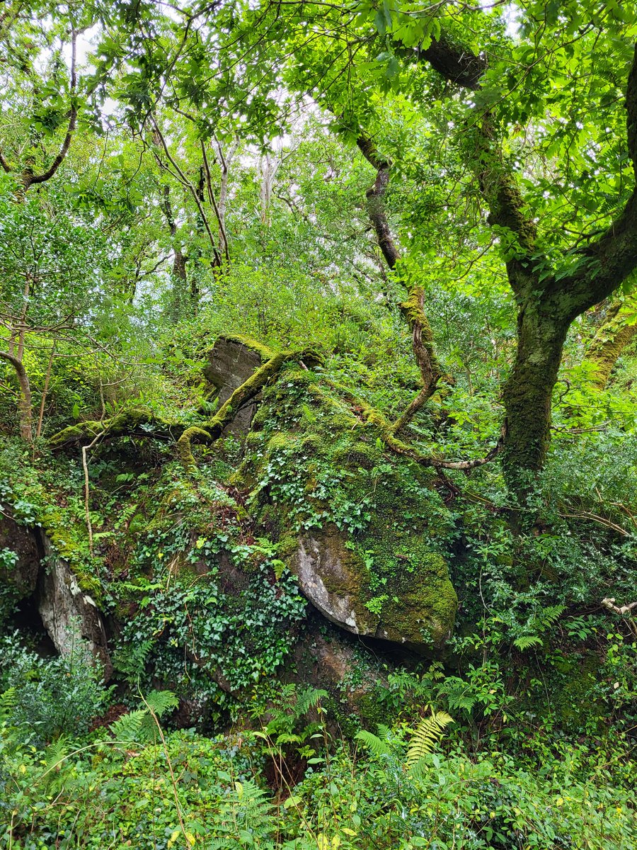 Rock, oak, ferns, mosses...

An Irish Atlantic rainforest.

🌍