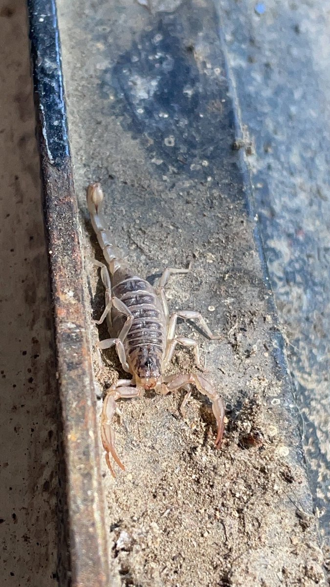 🌈Caroline Foley🐈 tweet media