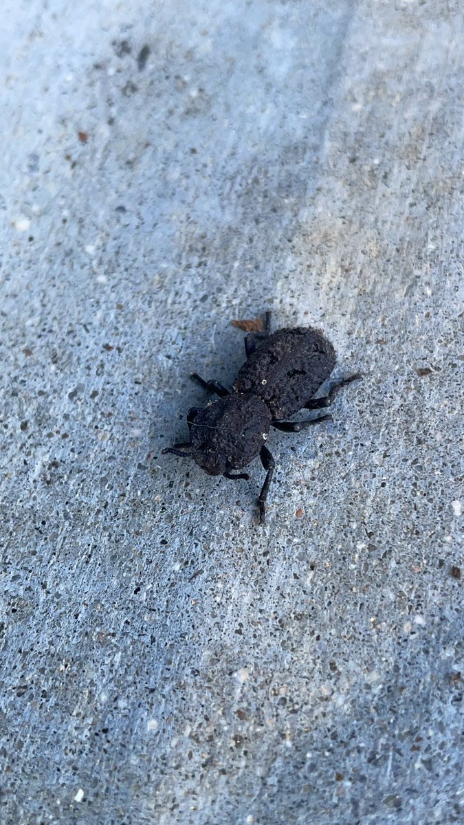 🌈Caroline Foley🐈 tweet media