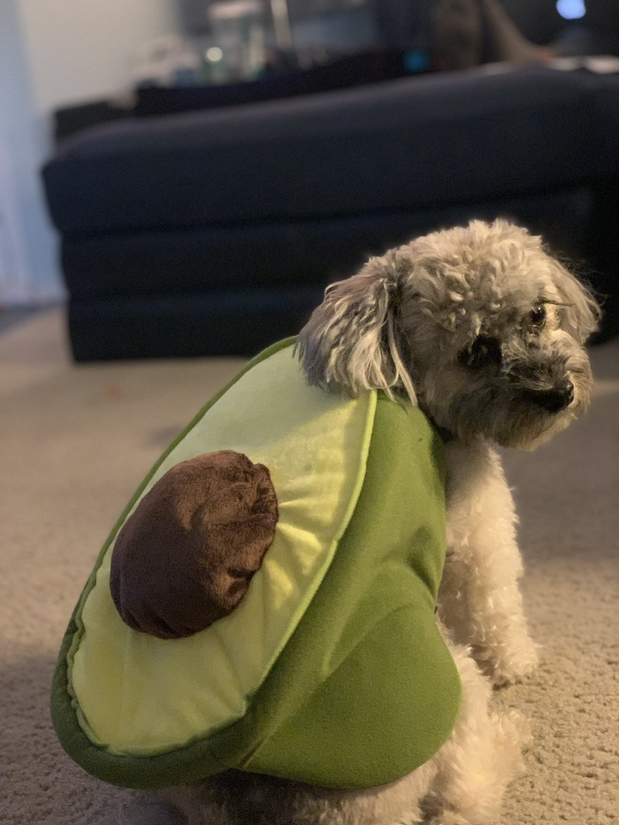 Olaf_LittleMan's tweet photo. Happy Friday, who is ready for the weekend cuddles!?🥰 Today is October 6th! (Yesterday was the 5th oops) time for October Countdown Pictures.
Throwback Halloween 2020: Holy Moly Guacamole Mommy and I are Avocados🥑🐶🥑 @Catiexbabes #October6th #OctoberCountdown https://t.co/RM61AUFtSk