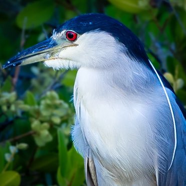 ScottGunnerson's tweet photo. A Black-crowned Night-Heron perched along Black Point Wildlife Drive on the Merritt Island National Wildlife Refuge near Titusville, Florida.
#bird #birds #birding #NaturePhotography #Minwr https://t.co/GvJ1xs8lhr