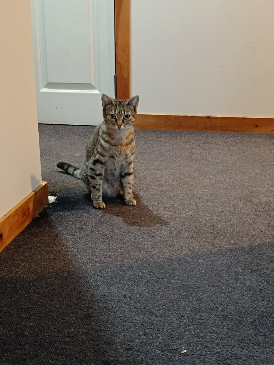 dumb idiot cat