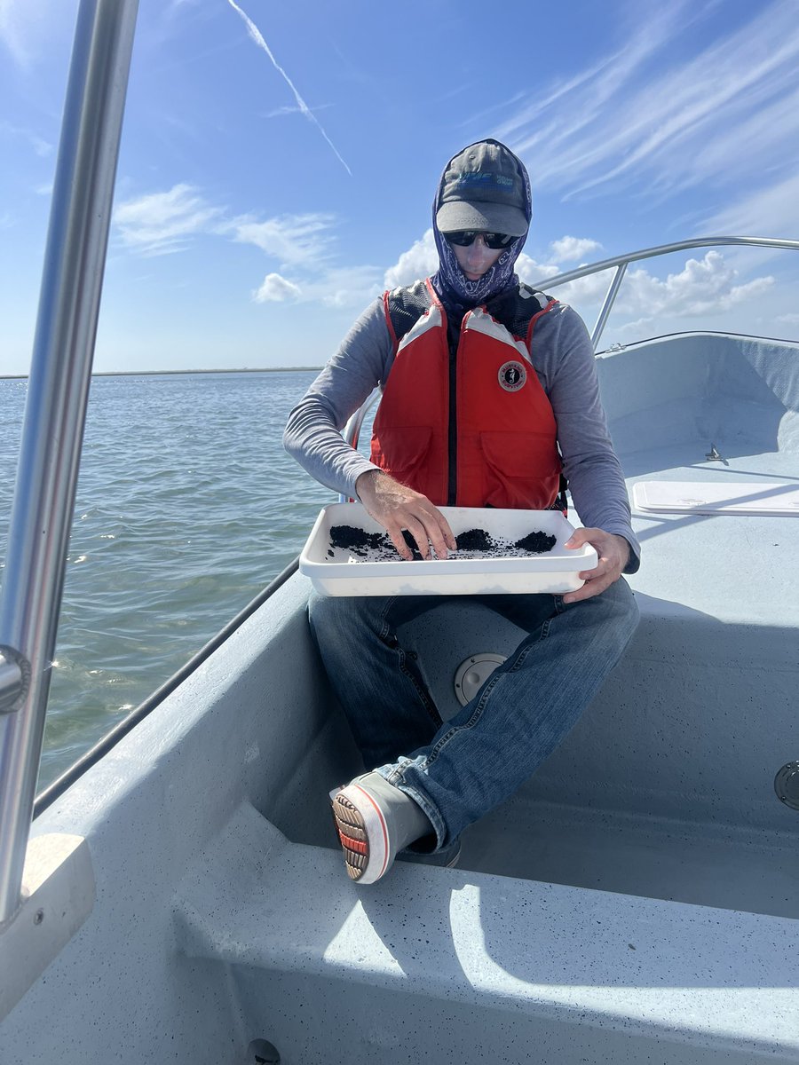 We just finished planting 80 acres (!) of eelgrass via seed broadcasting in a massive restoration experiment.  This is a new record for the VIMS SAV Program.  Very excited to see how the plots look this spring and summer!! #seagrass #restoration #marinelife #ecology #marine #SAV