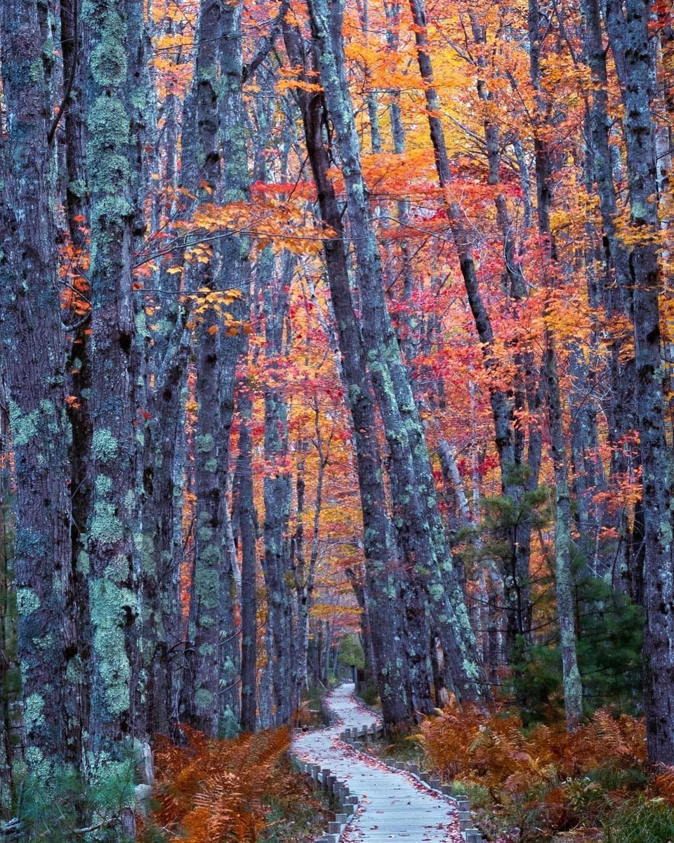 Down East Magazine (@magazineofmaine) on Twitter photo 📷 Fall colors on Acadia National Park's Jesup Path, submitted by Alison White into our 9th annual #DownEastReaderPhotoContest. Submit and vote for your favorite Maine photos at photos.downeast.com.
Special thanks to <a href="/NRCMenvironment/">Natural Resources Council of Maine</a> for sponsoring this year's contest. 📷 Fall colors on Acadia National Park's Jesup Path, submitted by Alison White into our 9th annual #DownEastReaderPhotoContest. Submit and vote for your favorite Maine photos at photos.downeast.com.
Special thanks to <a href="/NRCMenvironment/">Natural Resources Council of Maine</a> for sponsoring this year's contest.