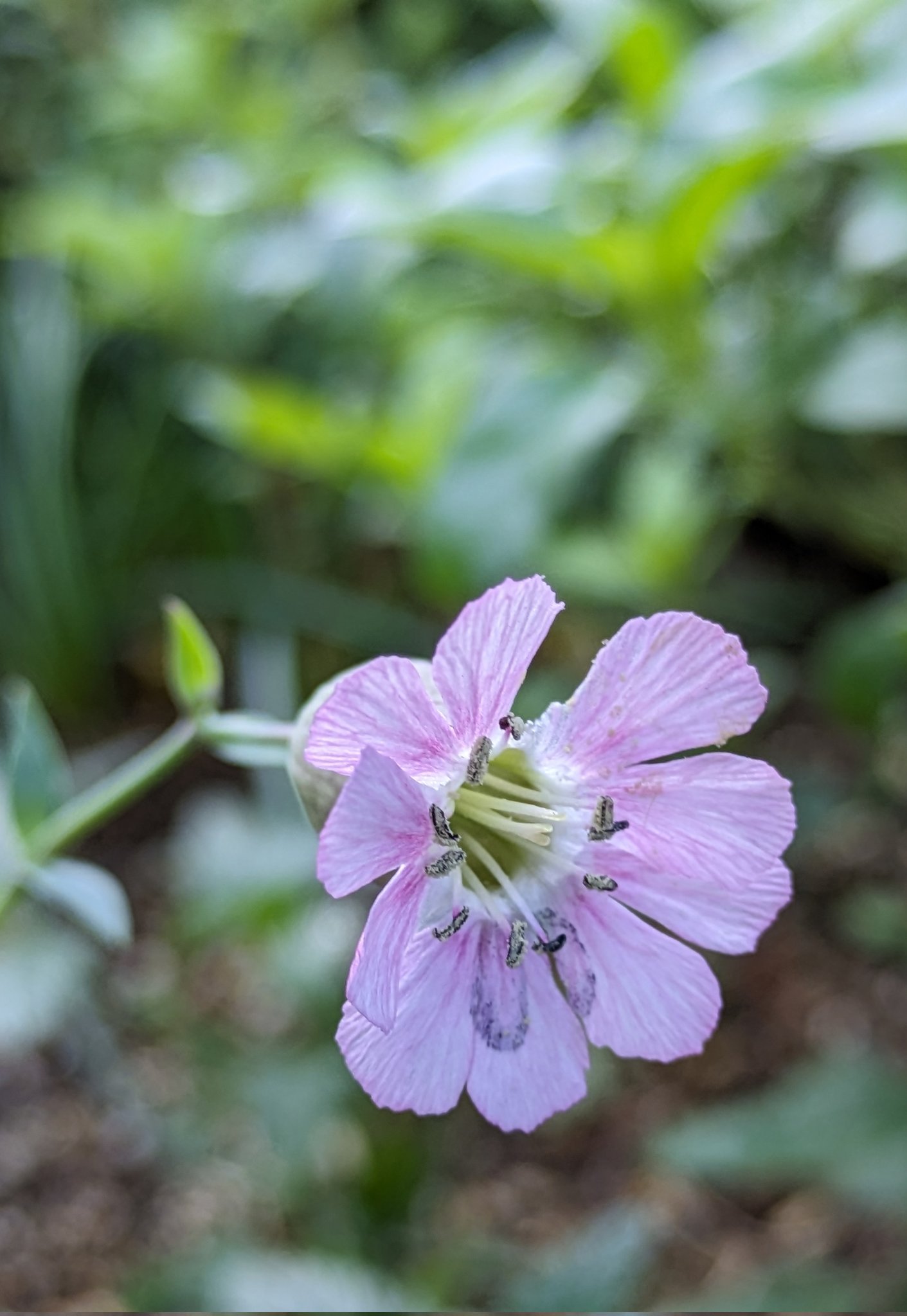 シェルピンク - Search / X