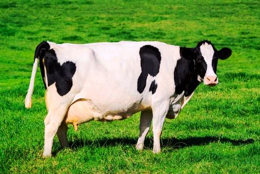 things people have said our new logo looks like (part 2) https://t.co/InsYs7o2Gr<a href="/tag/vidconan24"class="tags"><span>#vidconan24</span></a>