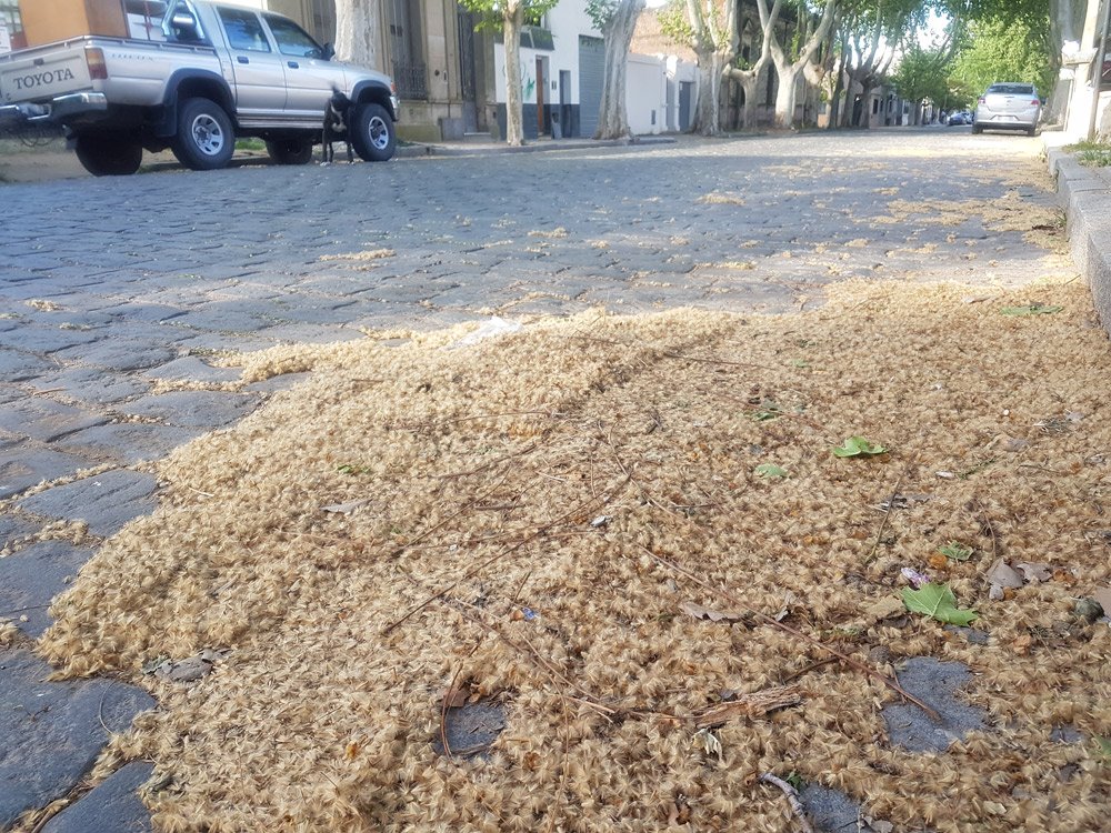 TE MALDIGO DOMINGO FAUSTINO SARMIENTO POR HABER TRAIDO A LA ARGENTINA A LA PEOR ESPECIE DE ARBOL QUE PODRÍAS HABER TRAIDO TE MALDIGO PLATANO EUROPEO *estornuda*