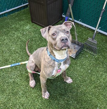 psychicwhisper3's tweet photo. 💎🐾BLUE 😢This Adorable Boy Has 
Been Rejected 3 Times😩
💔Stress Pacing In Kennel
That Longing Look In His Eyes Is💔
He Loves🎾Games &amp; Being In🌊🥰
Please Dont Let Him Die🔥10/7🙏
Loyal Affectionate Boy/Solo Pup
#NYCACC #157021 6 Yrs 
Will You Help This LoveBug Plz #Pledge⌛️ https://t.co/BGJkJ2Yq9B