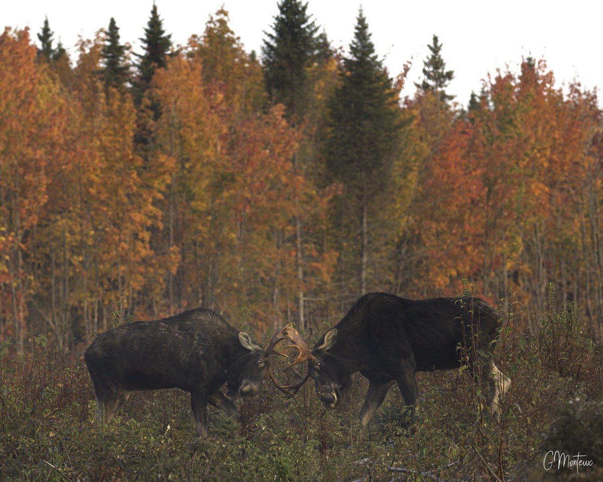Down East Magazine (@magazineofmaine) on Twitter photo 📷 A pair of sparring bull moose, submitted by Gary Monteux into our 9th annual #DownEastReaderPhotoContest. Submit and vote for your favorite Maine photos at photos.downeast.com.
Special thanks to <a href="/NRCMenvironment/">Natural Resources Council of Maine</a> for sponsoring this year's contest. 📷 A pair of sparring bull moose, submitted by Gary Monteux into our 9th annual #DownEastReaderPhotoContest. Submit and vote for your favorite Maine photos at photos.downeast.com.
Special thanks to <a href="/NRCMenvironment/">Natural Resources Council of Maine</a> for sponsoring this year's contest.