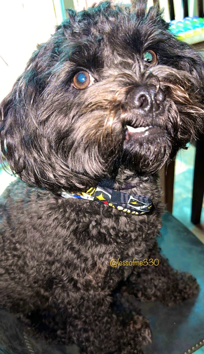 How about a foldy mouf smile for #NationalSmileDay Fanks again fur all your sweet messages while I was sick. I’m starting to feel better. #DogsofTwitter