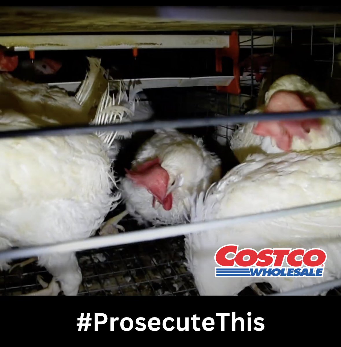 zj1018_jz's tweet image. Hey @SonomaCountyDa can you please #ProsecuteThis 

This is what Whole Foods is fighting to keep you from seeing.

Qing was found at Sunrise, one of the largest egg farms in California. Their facilities supply “humane” and “cage-free” eggs to companies like Costco and Whole Foods