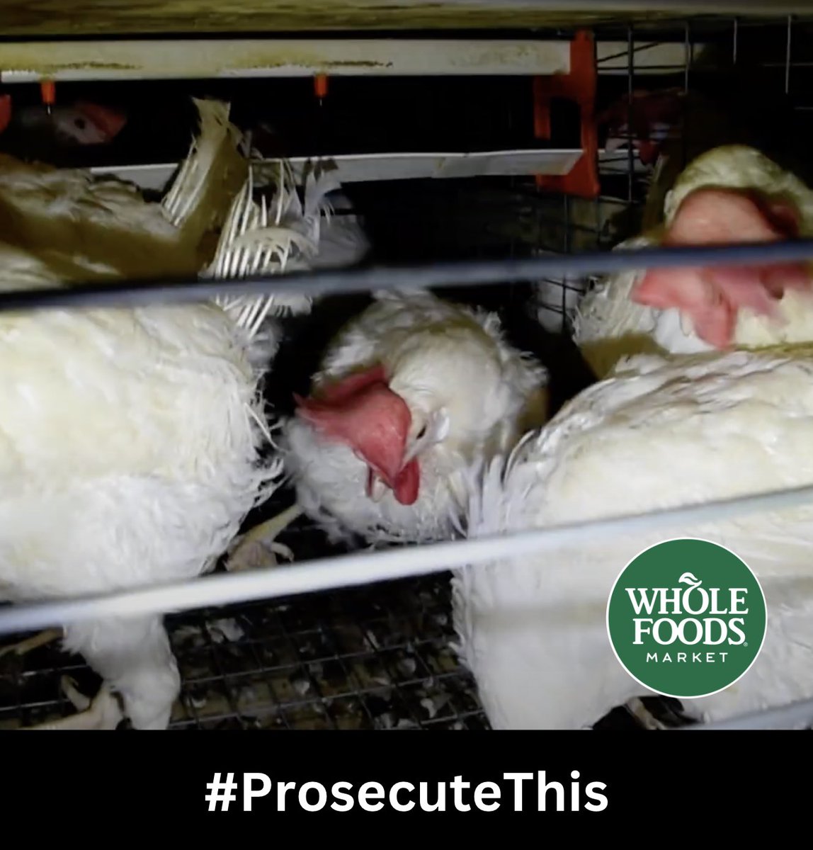 zj1018_jz's tweet image. Hey @SonomaCountyDa can you please #ProsecuteThis 

This is what Whole Foods is fighting to keep you from seeing.

Qing was found at Sunrise, one of the largest egg farms in California. Their facilities supply “humane” and “cage-free” eggs to companies like Costco and Whole Foods