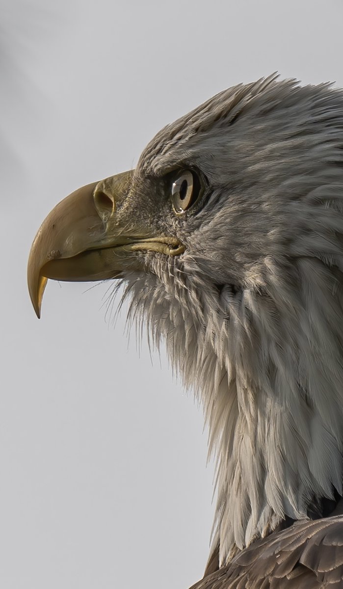 Down East Magazine (@magazineofmaine) on Twitter photo 📷 A bald eagle, submitted by Kenny Ames into our 9th annual #DownEastReaderPhotoContest. Submit and vote for your favorite Maine photos at photos.downeast.com.
Special thanks to <a href="/NRCMenvironment/">Natural Resources Council of Maine</a> for sponsoring this year's contest. 📷 A bald eagle, submitted by Kenny Ames into our 9th annual #DownEastReaderPhotoContest. Submit and vote for your favorite Maine photos at photos.downeast.com.
Special thanks to <a href="/NRCMenvironment/">Natural Resources Council of Maine</a> for sponsoring this year's contest.