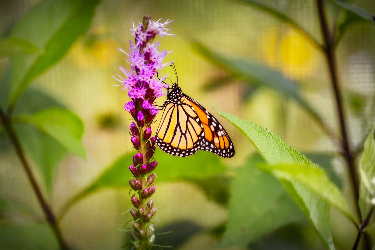 fernwehimage's tweet photo. Life is beautiful.

#maryland #nature #ladewtopiarygarden #travelpics #wanderlust #love #travelphotography #beautiful #roadtrip #travel #photography #usa #worldpeace #landscape #adventure #bealpha #art #cool #photooftheday #lightroom #fernweh #fernwehimage #water #flower https://t.co/yVFLiNcERq