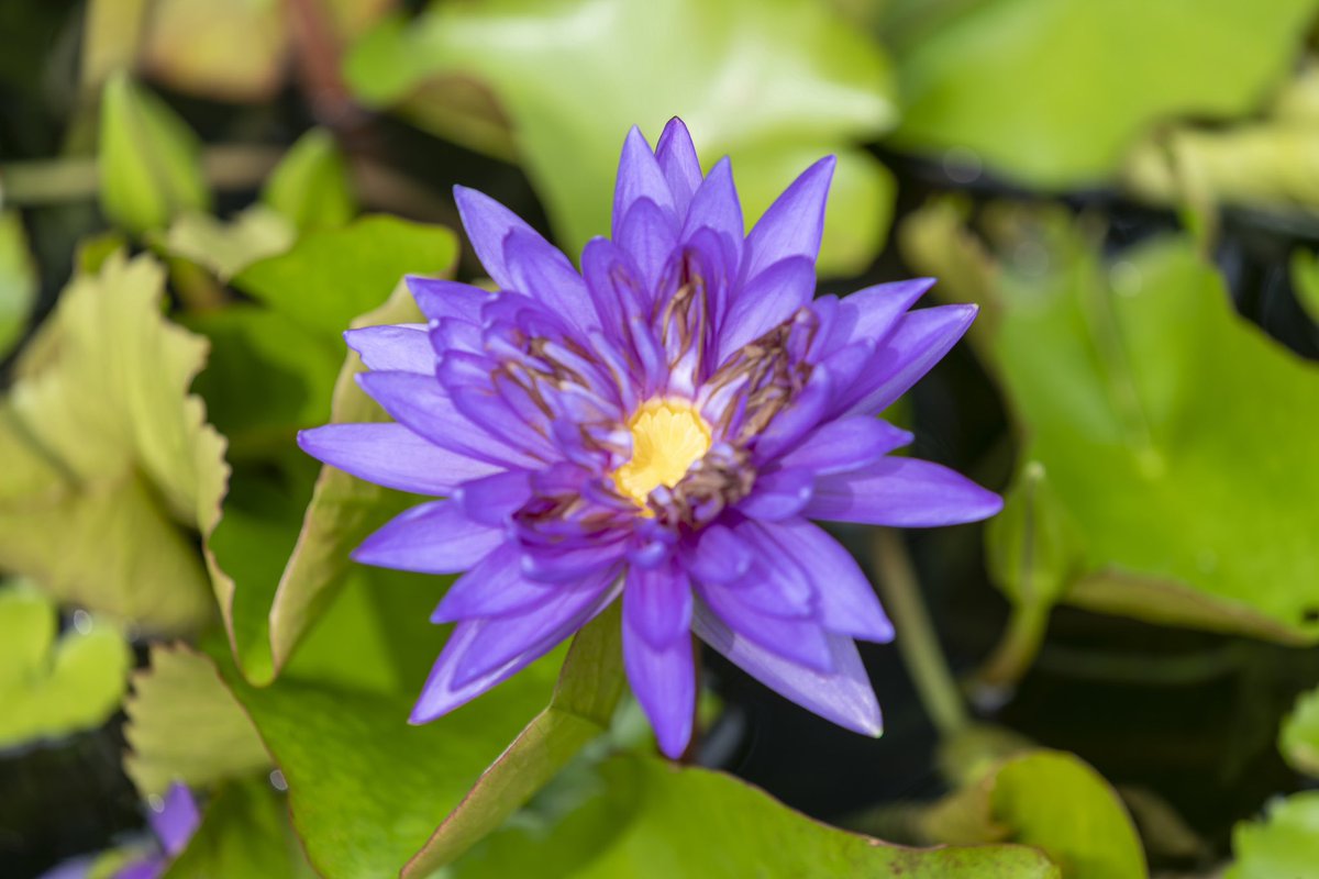 fernwehimage's tweet photo. Life is beautiful.

#maryland #nature #ladewtopiarygarden #travelpics #wanderlust #love #travelphotography #beautiful #roadtrip #travel #photography #usa #worldpeace #landscape #adventure #bealpha #art #cool #photooftheday #lightroom #fernweh #fernwehimage #water #flower https://t.co/yVFLiNcERq
