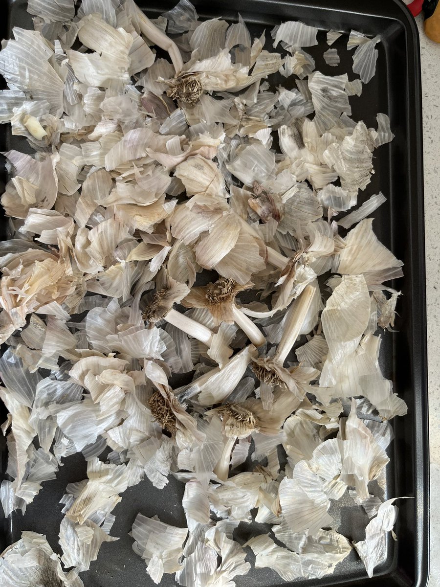 Planted these music garlic cloves - see you in the spring #garlic #garden #growyourownfood #urbangarden #harvest #vegetables