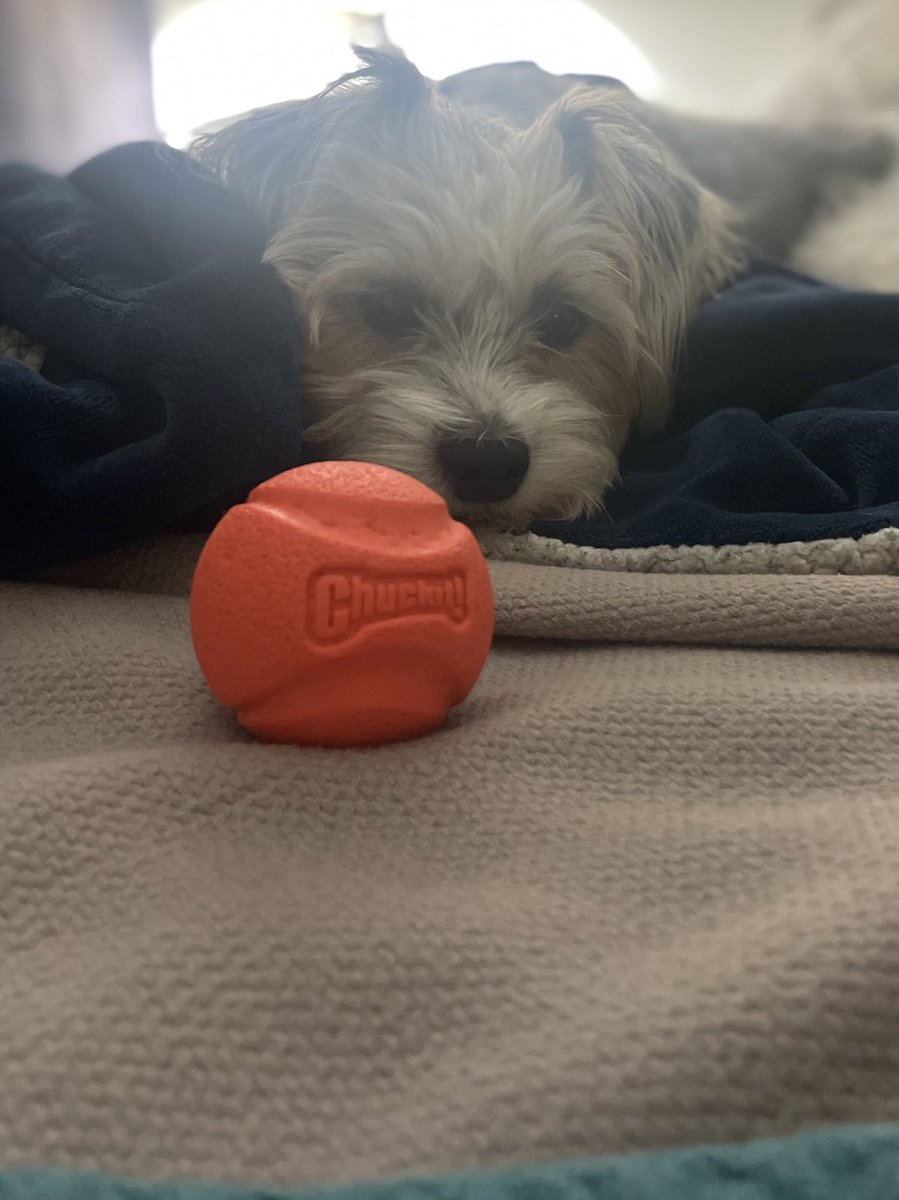 NolaTheMuttPup's tweet photo. Hey @chuckittoys are you looking for a new mascot? #favoritetoy #dogs #Saturday #mood https://t.co/9AEmnSgh3b