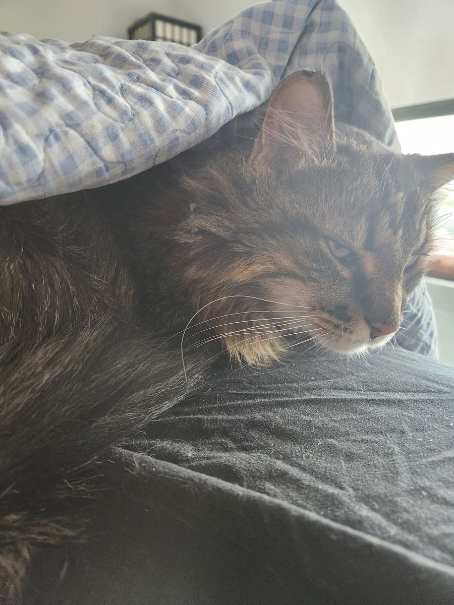 MainemanTron's tweet photo. Napping under the blankets again. #CatsOnX #CatsLover #catsofinstagram #CatsOfTwitter https://t.co/eWXdMqKPfQ