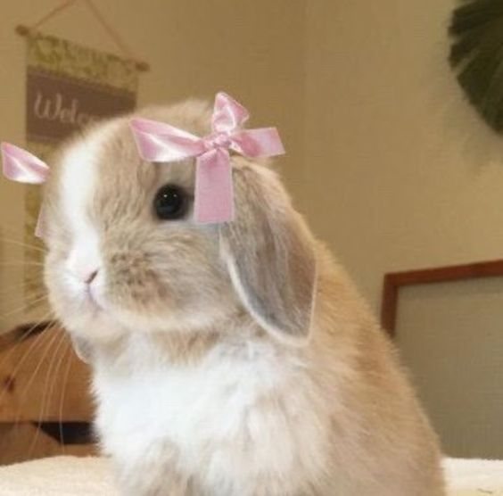 RabbitEveryHour's tweet photo. https://t.co/pZVTs20GZD