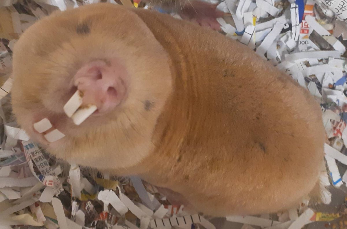 またまたw #アフリカオニネズミ に続き #オオデバネズミ も最初で最後