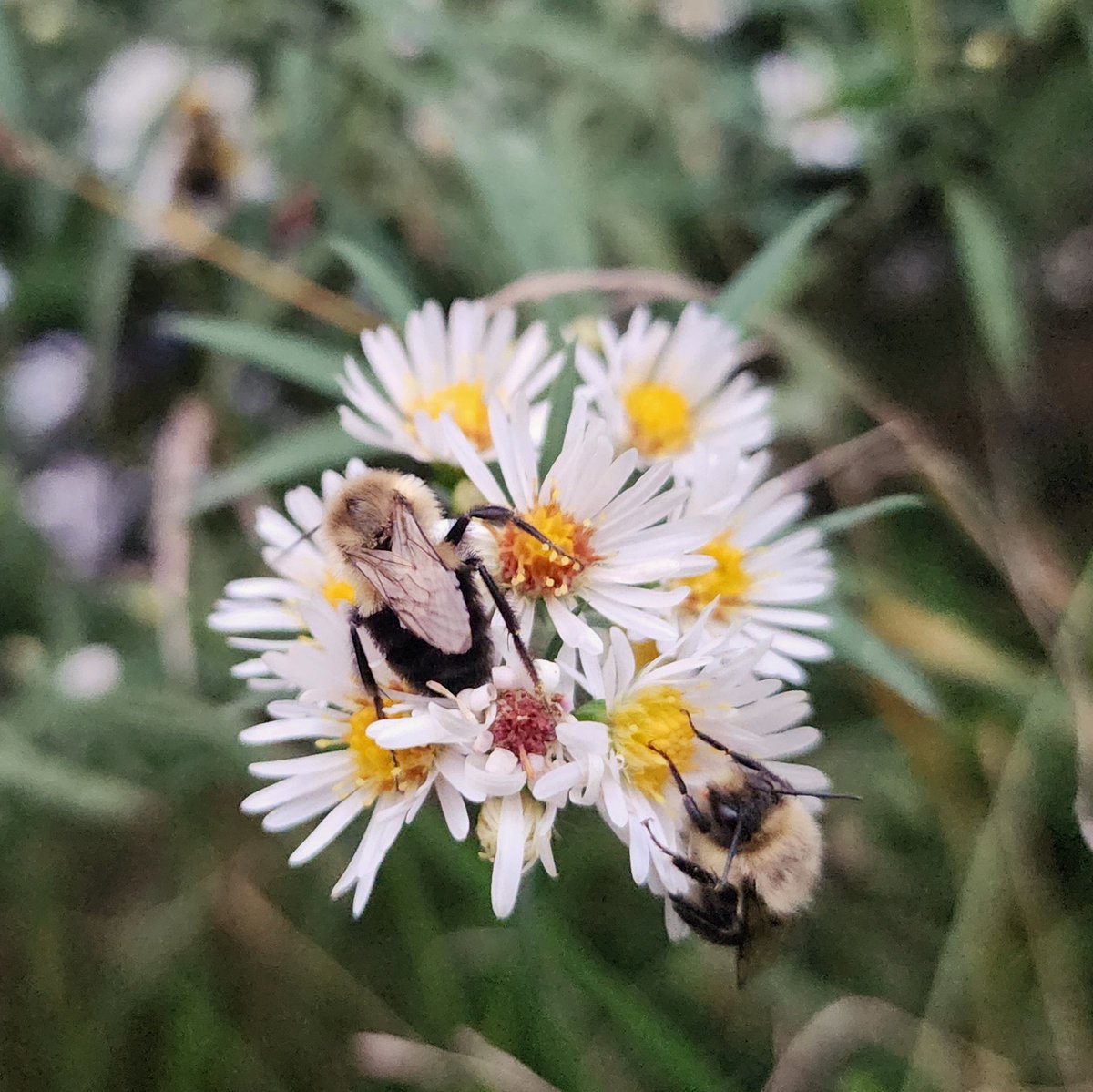 ChrisMMcIntosh's tweet photo. Time for Bed
A good number of bees hanging out here, sluggish from a day's work
Chester, NY
#chester #newyork #chesterny #orangecountyny #ilovenewyork #visitorangecountyny #iloveny #hudsonvalley #hudsonvalleyny #bees #bumblebee #bee #fall #naptime #savethebees https://t.co/OIRcdSPaKf