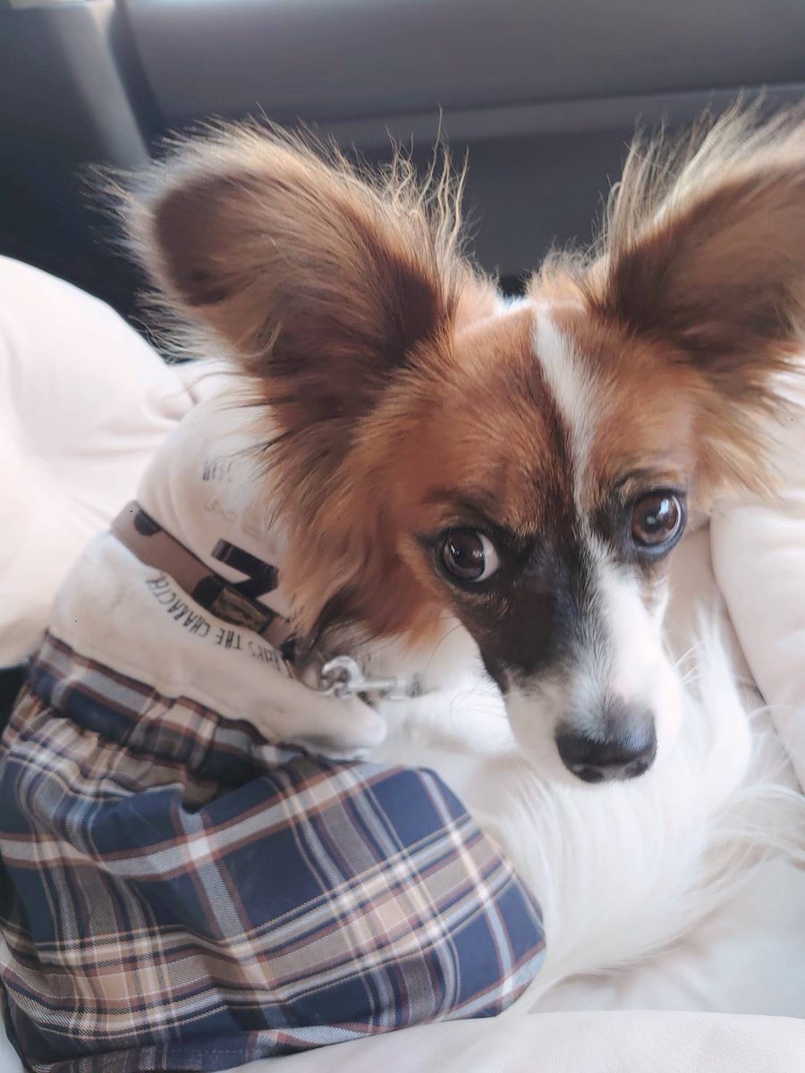 charmyharuharu's tweet image. ドライブベッドがすっかり狭くなって居心地が悪いのか運転席に来たい病で最近大変だったので新しいものを購入してみました🚗³₃
本当はスヌーピーが欲しかったけど寸法がこちらの方が大きいし使われてる生地も使いやすそうだったので🫡
 #RADICA さんにしました！
居心地良くなったのか良い子でした🙌