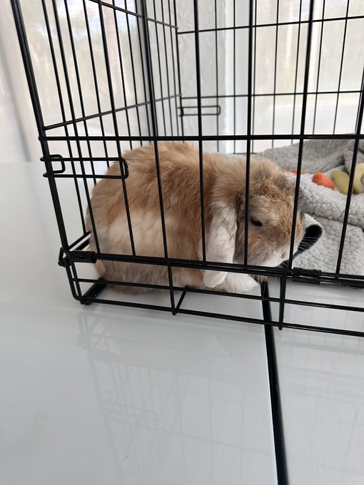 i found a bunny today 🐰 https://t.co/Rdiehtl9B6