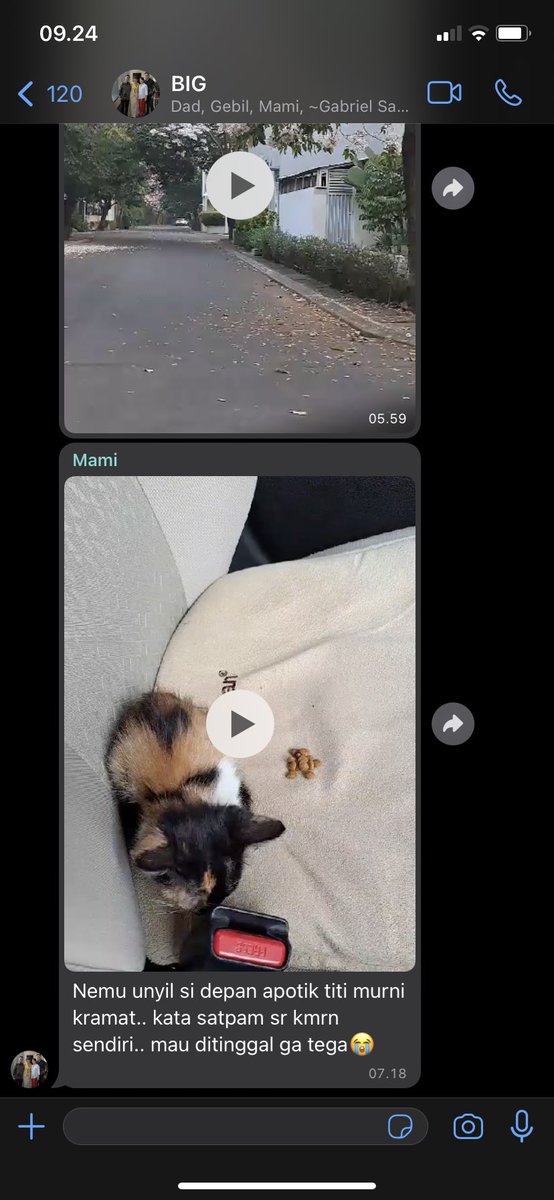 chromatogrebi's tweet photo. [tolong RT/like ya teman2 🤍 OPEN ADOPTION] mamaku baru rescue kitten namanya Timu, kasihan banget dia di depan apotek sendirian dan jauh dari sumber makanan. Dia LUCU BANGET mukanya setengah😭💕 kira-kira umur sebulan, pas dimandiin juga anteng, tipe kucing yang suka berteman sama orang gitu:”( mohon sekiranya ada dari temen-temen yang bisa komit untuk merawat, sayang kucing, dan bisa jemput Timu ke daerah Jakarta Selatan bisa langsung dm aku ya! Terima kasih banyakk