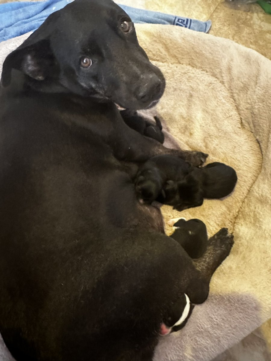 Que se suponía según el veterinario ella tenía un embarazo psicológico, ajá y acá estoy yo trasnochado y abuelo de 4 peluditos!